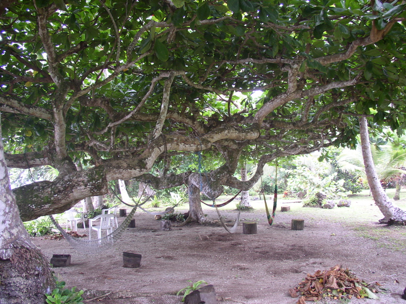 hostel-hammocks